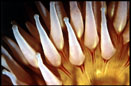 anemone image