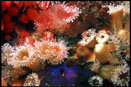 colored anemone